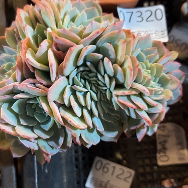 幸运的是我还在努力地生活