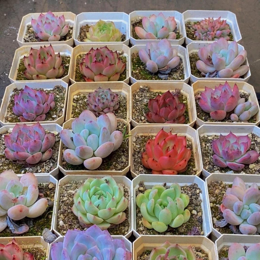 396多肉植物保护研究所所长