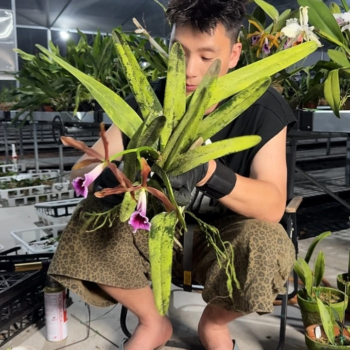 当前无花栽培后可以开花暗色2号 分株裸根苗 叶瑕疵不售后