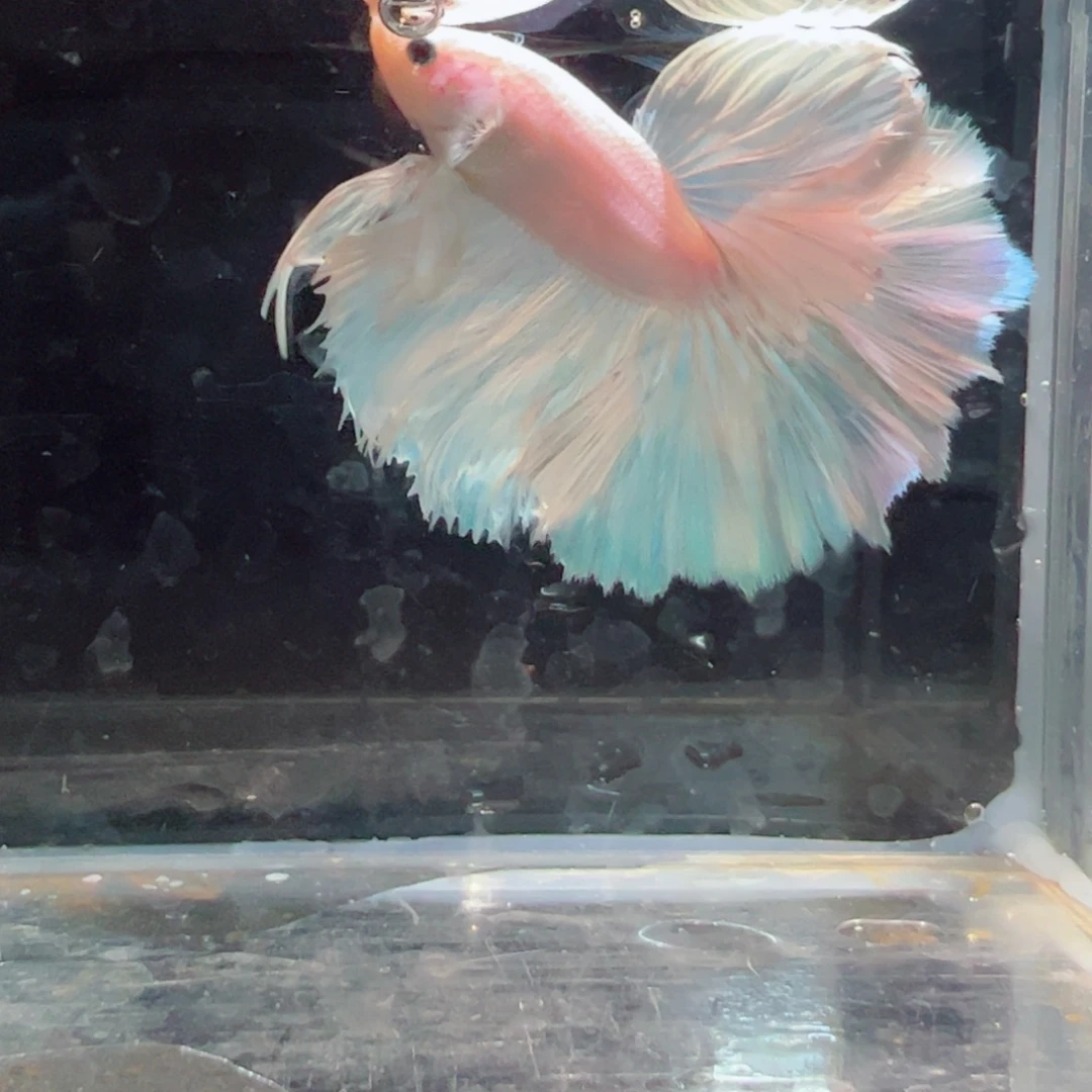 斗鱼浅色仙仙裙特殊尾