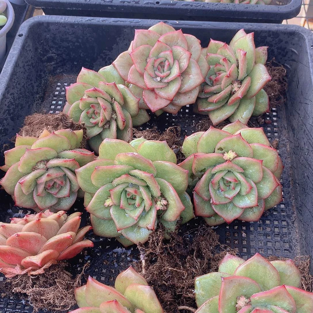 蔷薇锦2457789900000