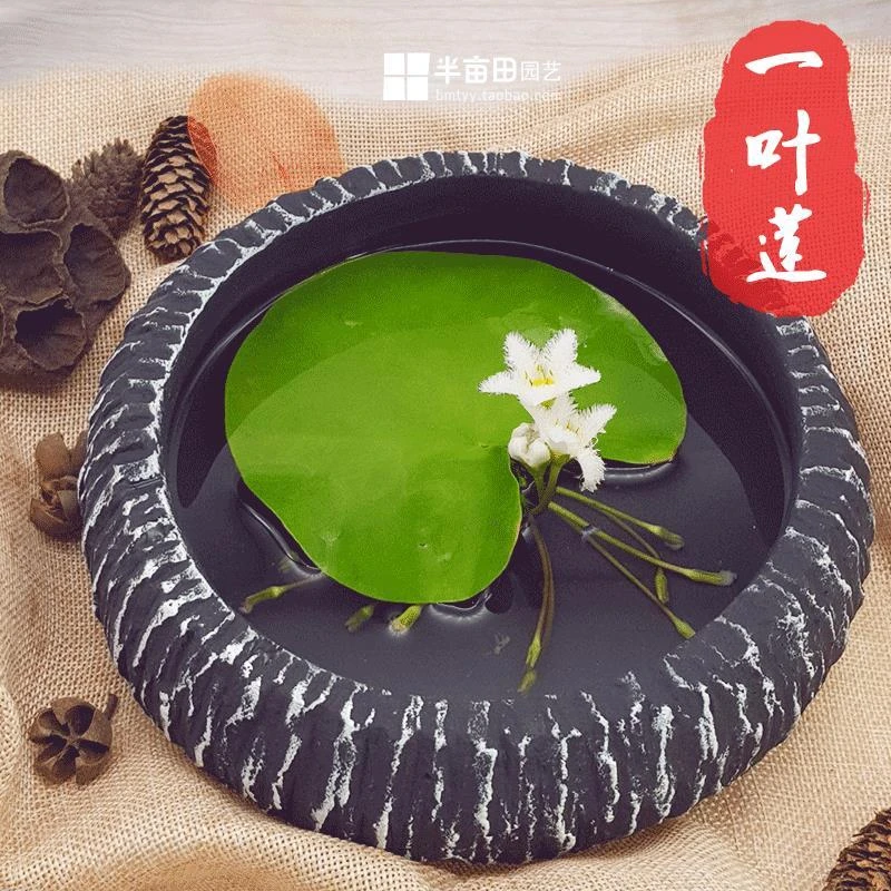 水培莲水草植物一叶莲浮萍水生花盆大号碗莲开花水上迷你碗莲包邮