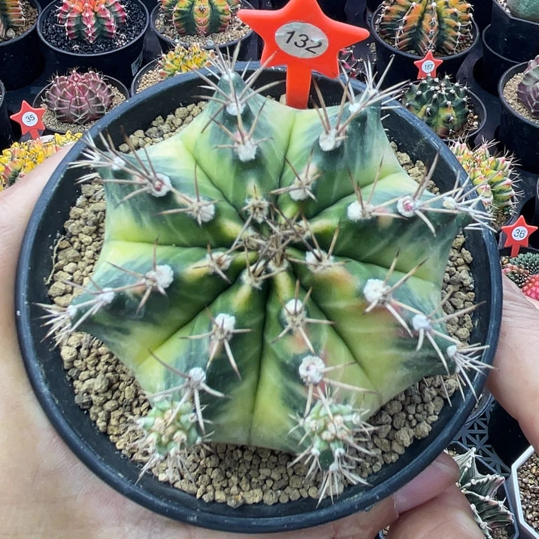 1-132米哈约瑟芬7.2厘米