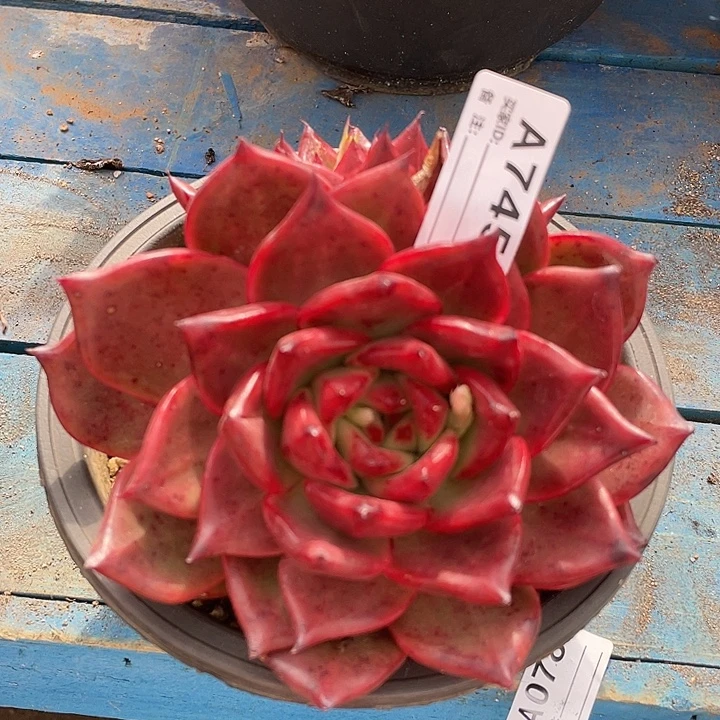 若如东云单拍A745