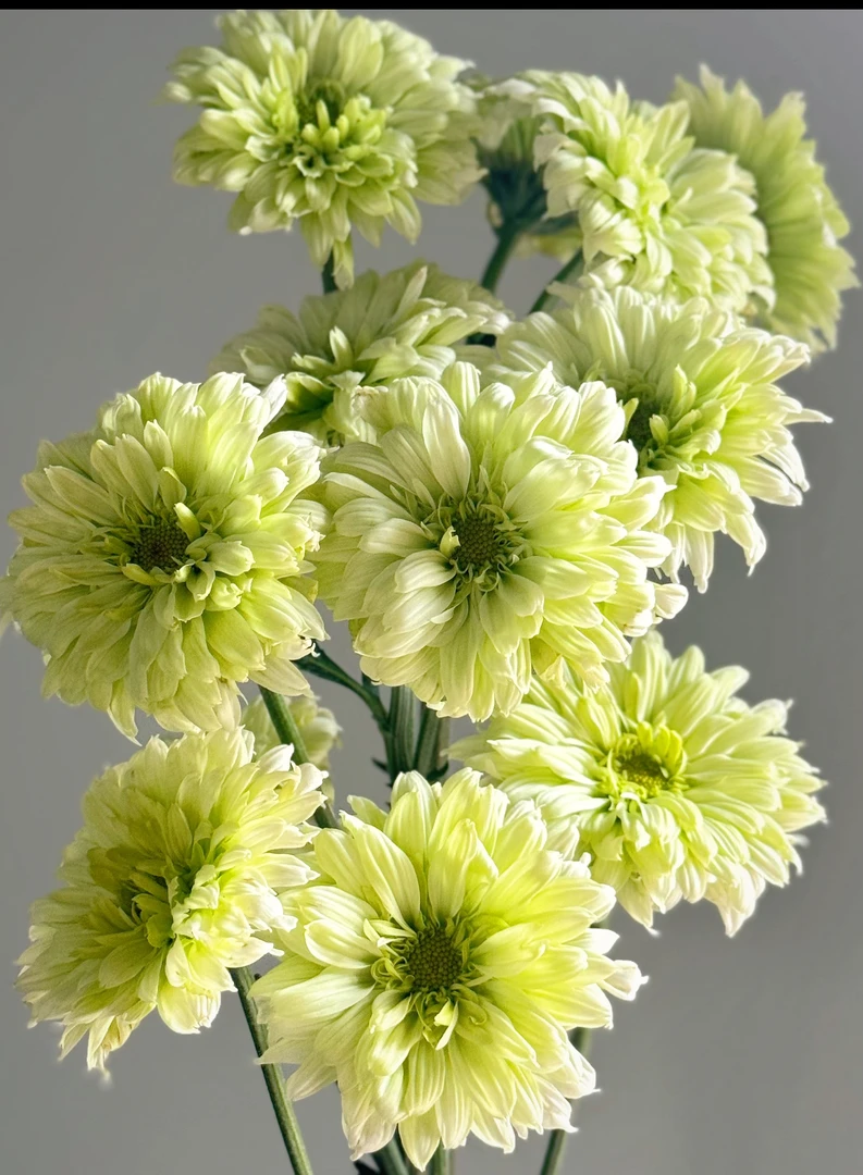 【滇之翠羽小菊】云南优选鲜切花昆明基地直发家用插花节日