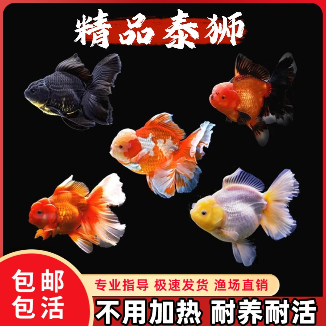 精品泰狮金鱼观赏鱼百褶国狮耐活好养淡水冷水观赏鱼小鱼新手鱼