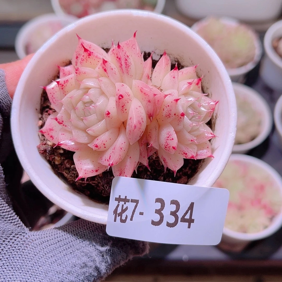 花07-334麦秆双头