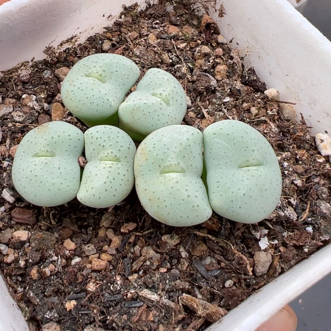 伏***。9.17好看的多肉脱土发货