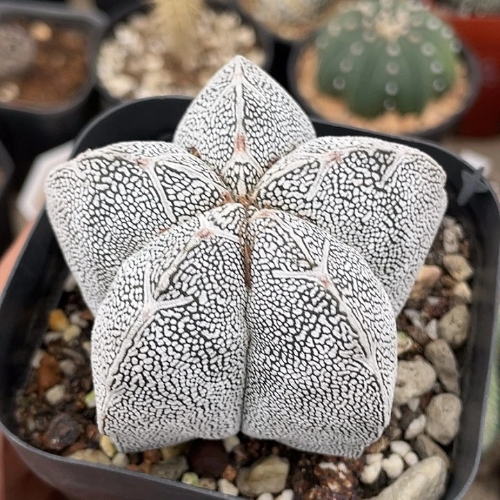 V字恩冢鸾凤玉实生