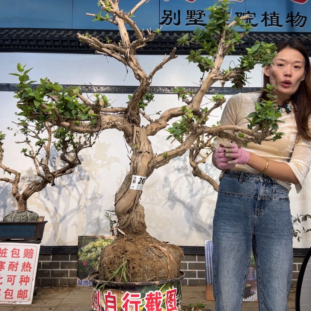 无花朵金银花89888889