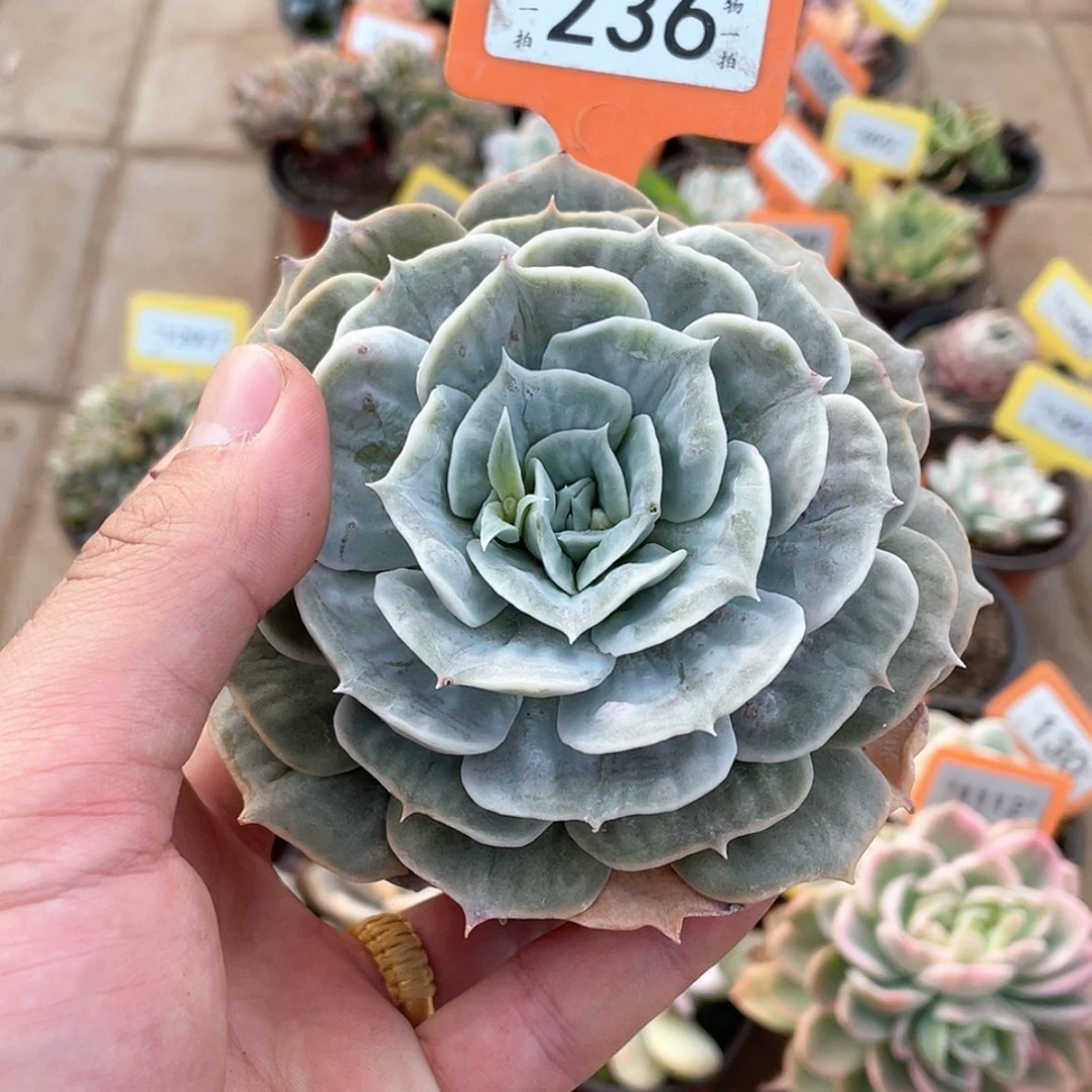 【闪购商品】236号