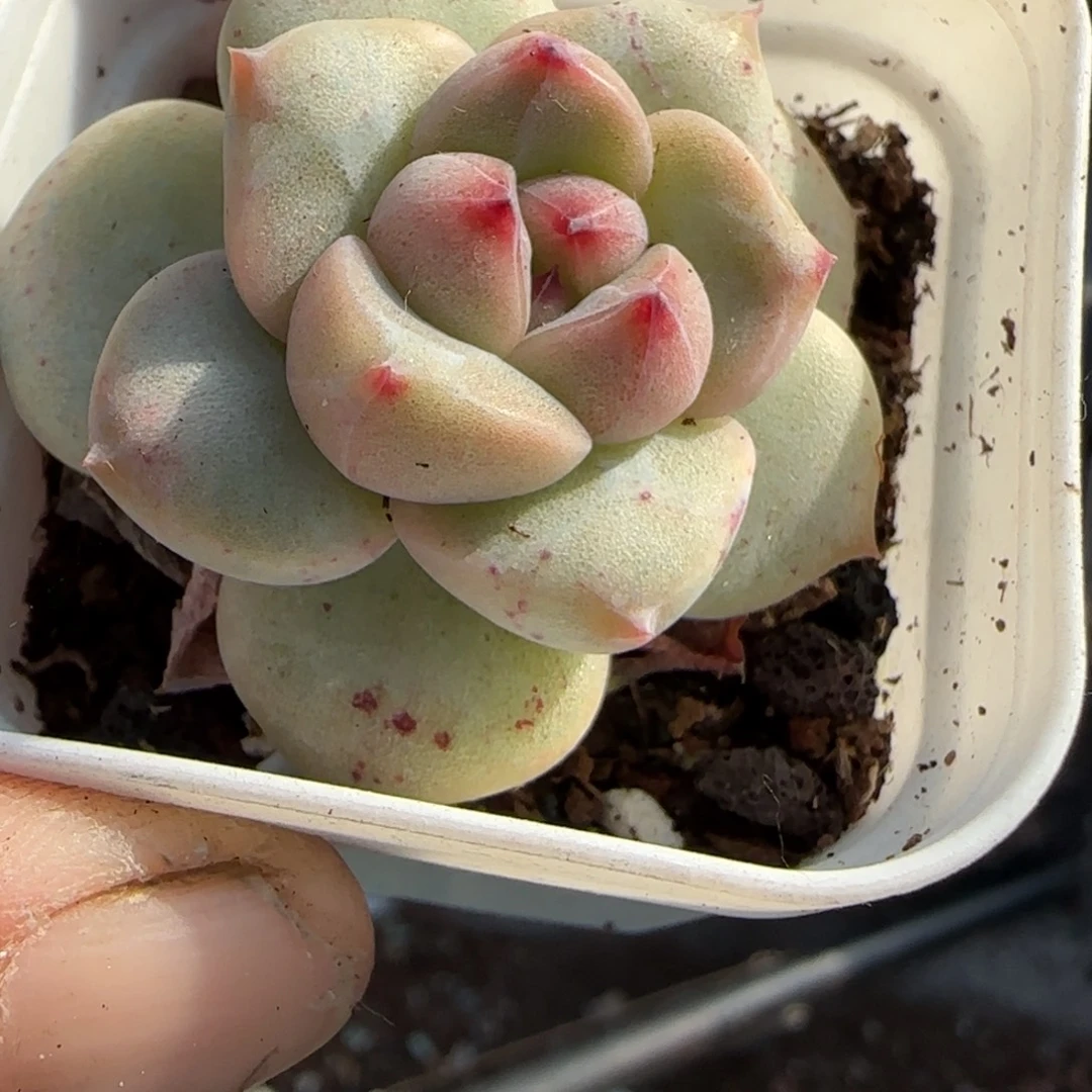 多肉小卡拉米糖心一物一拍