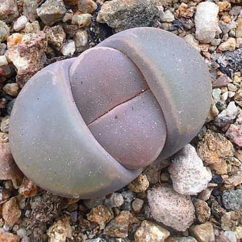 木*杨21535团团圆圆呀