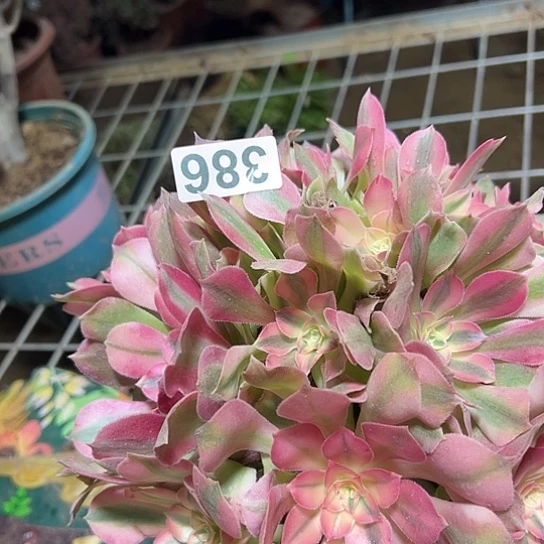 凉***爽多肉植物一个香非386