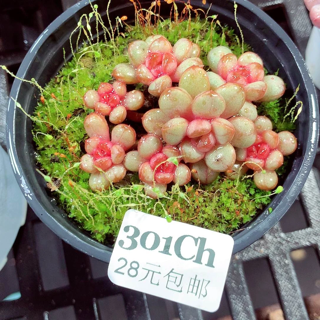 5厘米盆精控多肉301