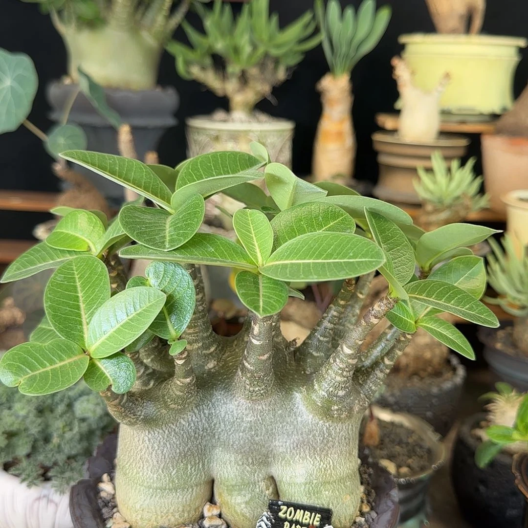 一物一拍哥斯拉沙漠玫瑰520