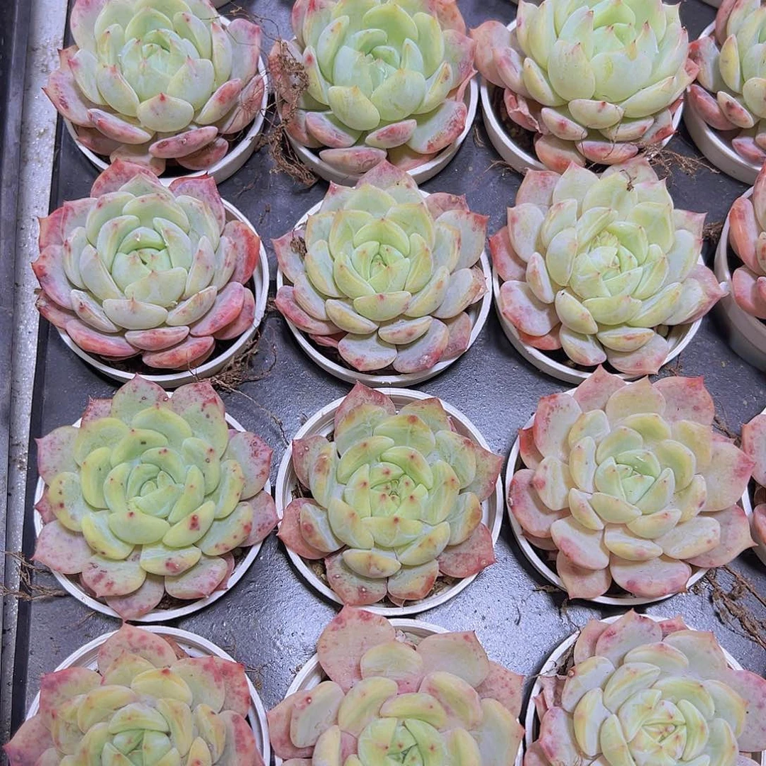 海盐薄荷19包邮多肉