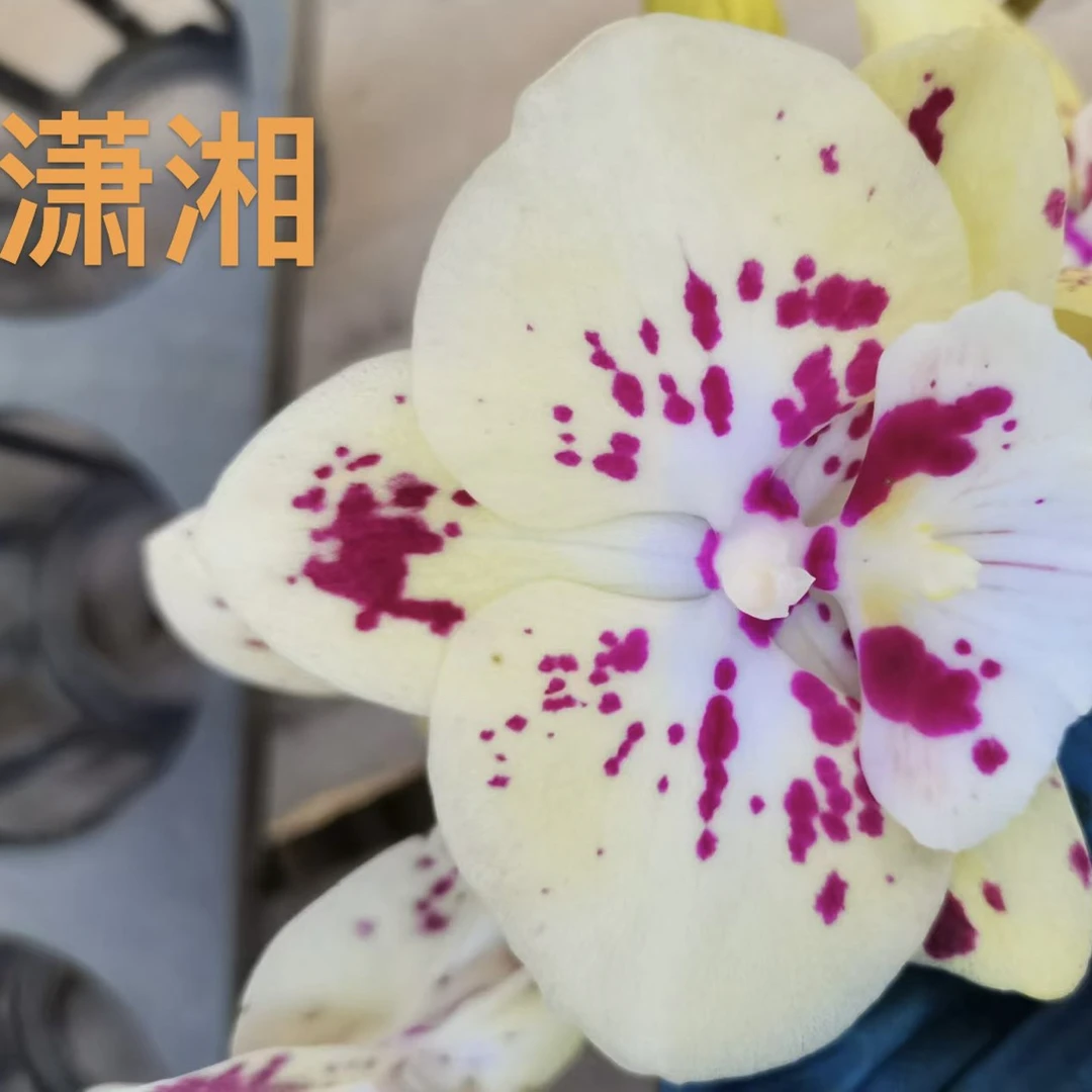 潇湘｜3.0寸蝴蝶兰带剑 新品上架