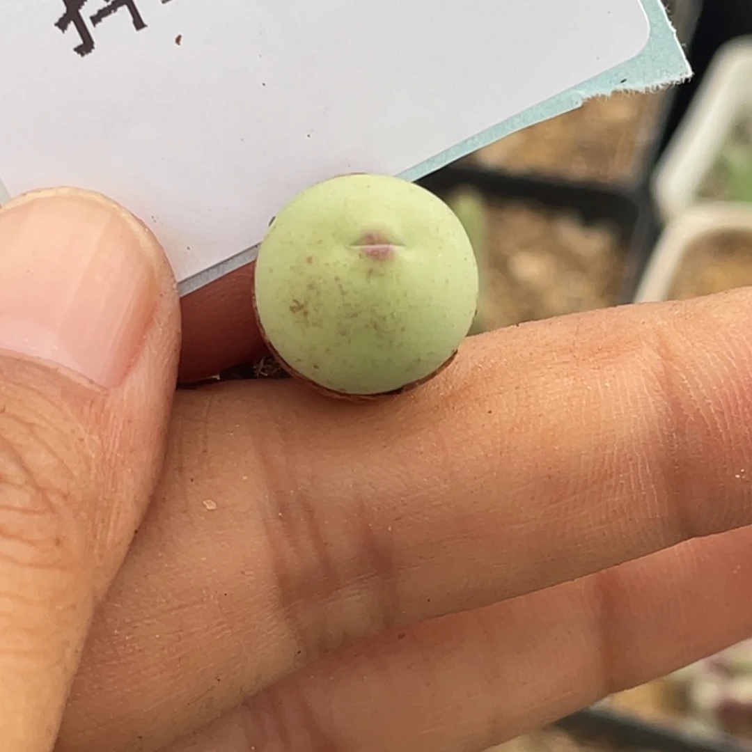 水***冻23-31肉锥多肉植物