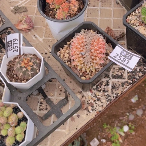 哈***好球球球球球球2581