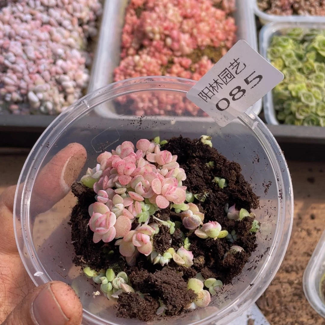 多肉植物多肉植物85