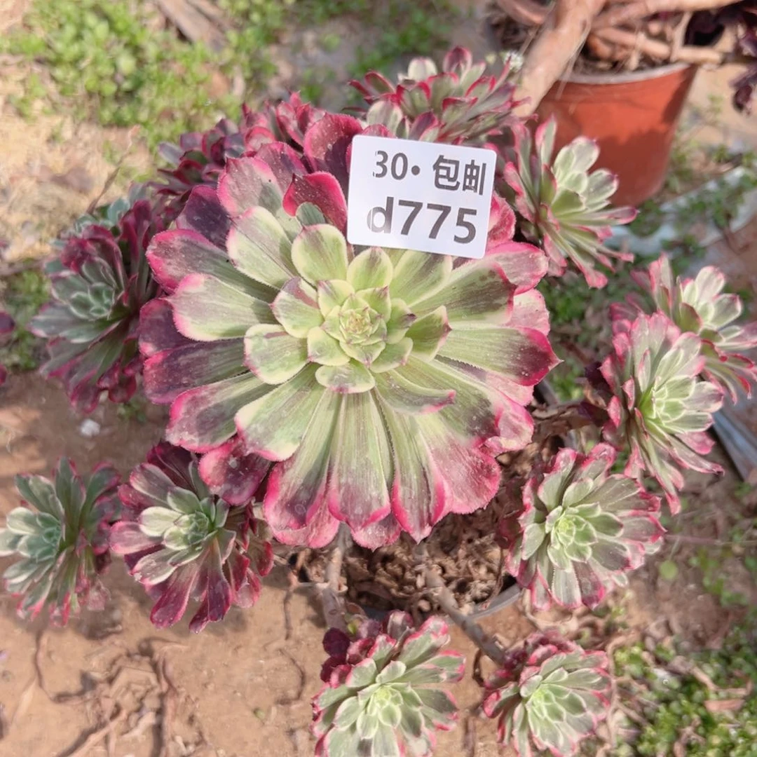 775紫嫣多肉法师