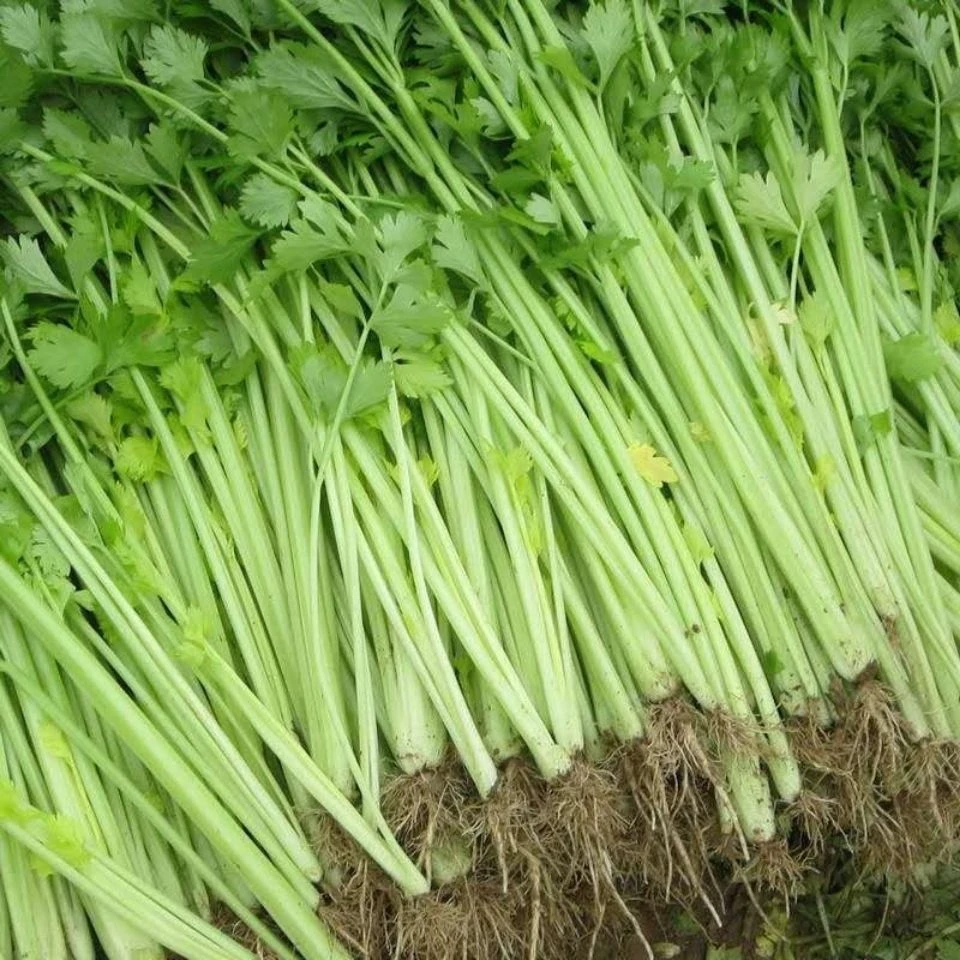 农家本地自种芹菜