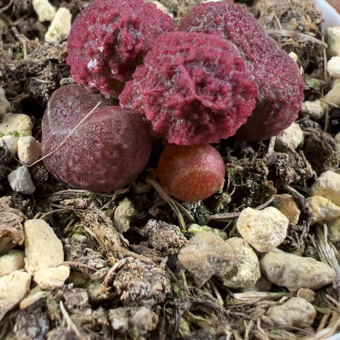 实生新品多肉植物水泡