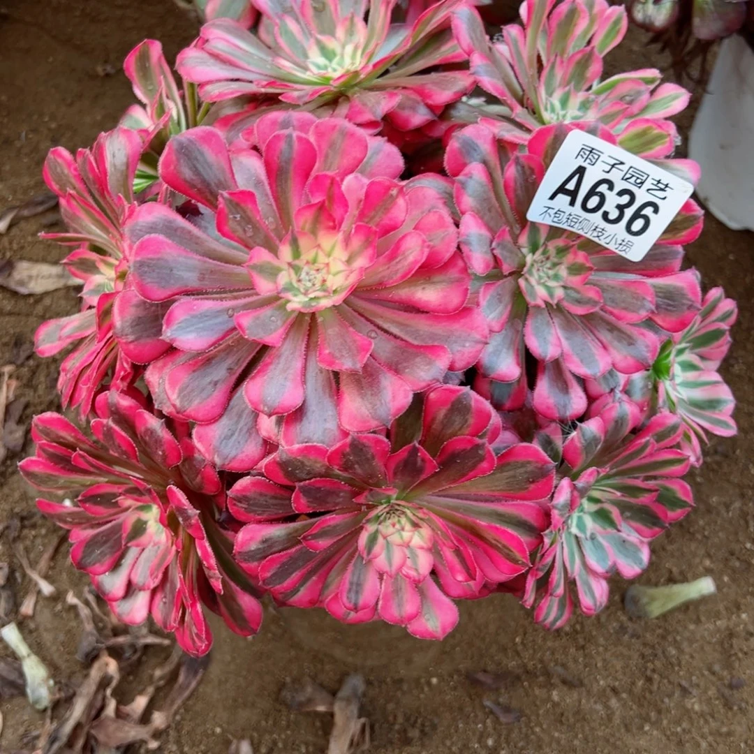 636红彤白尺寸20左右