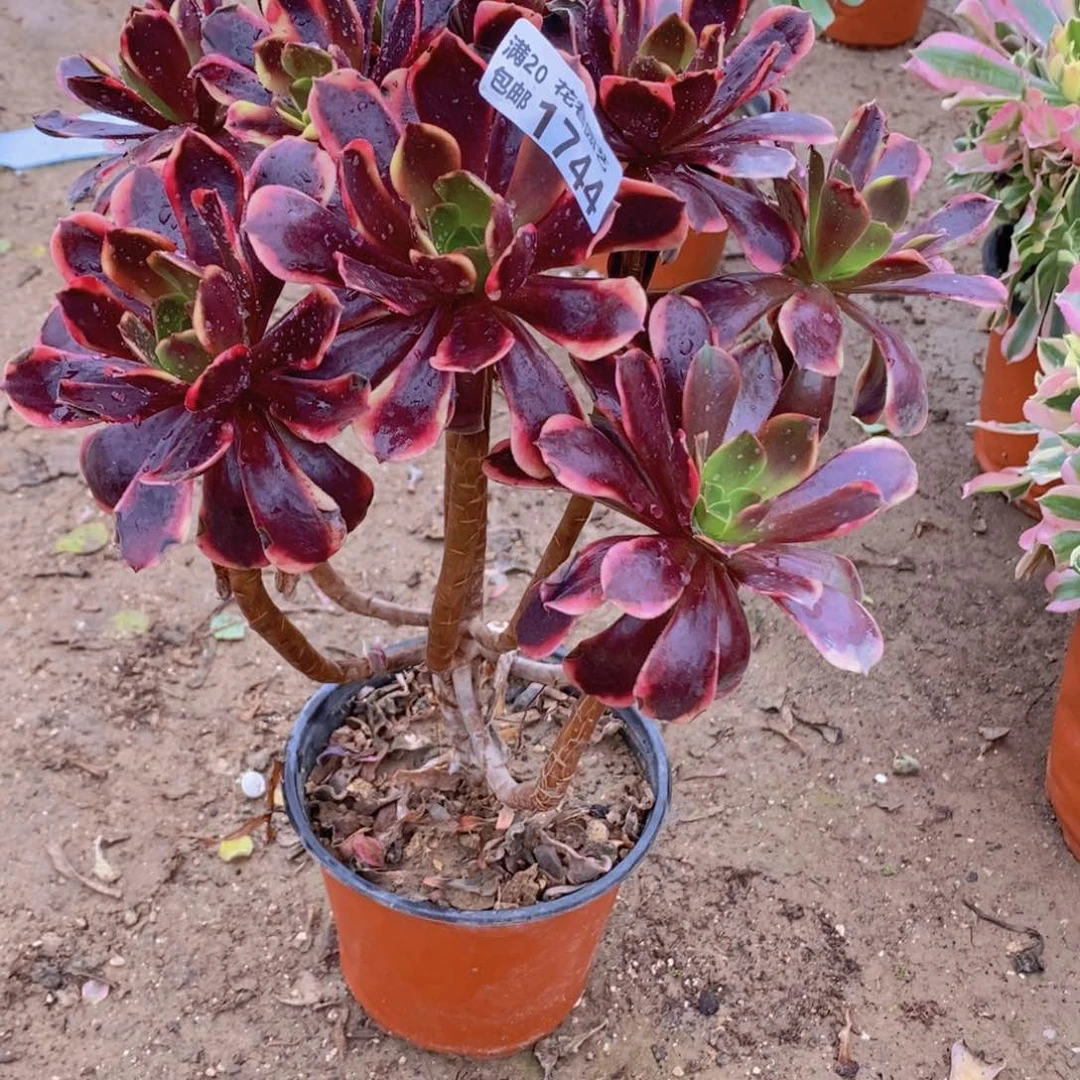 1744 号一物一拍多肉植物