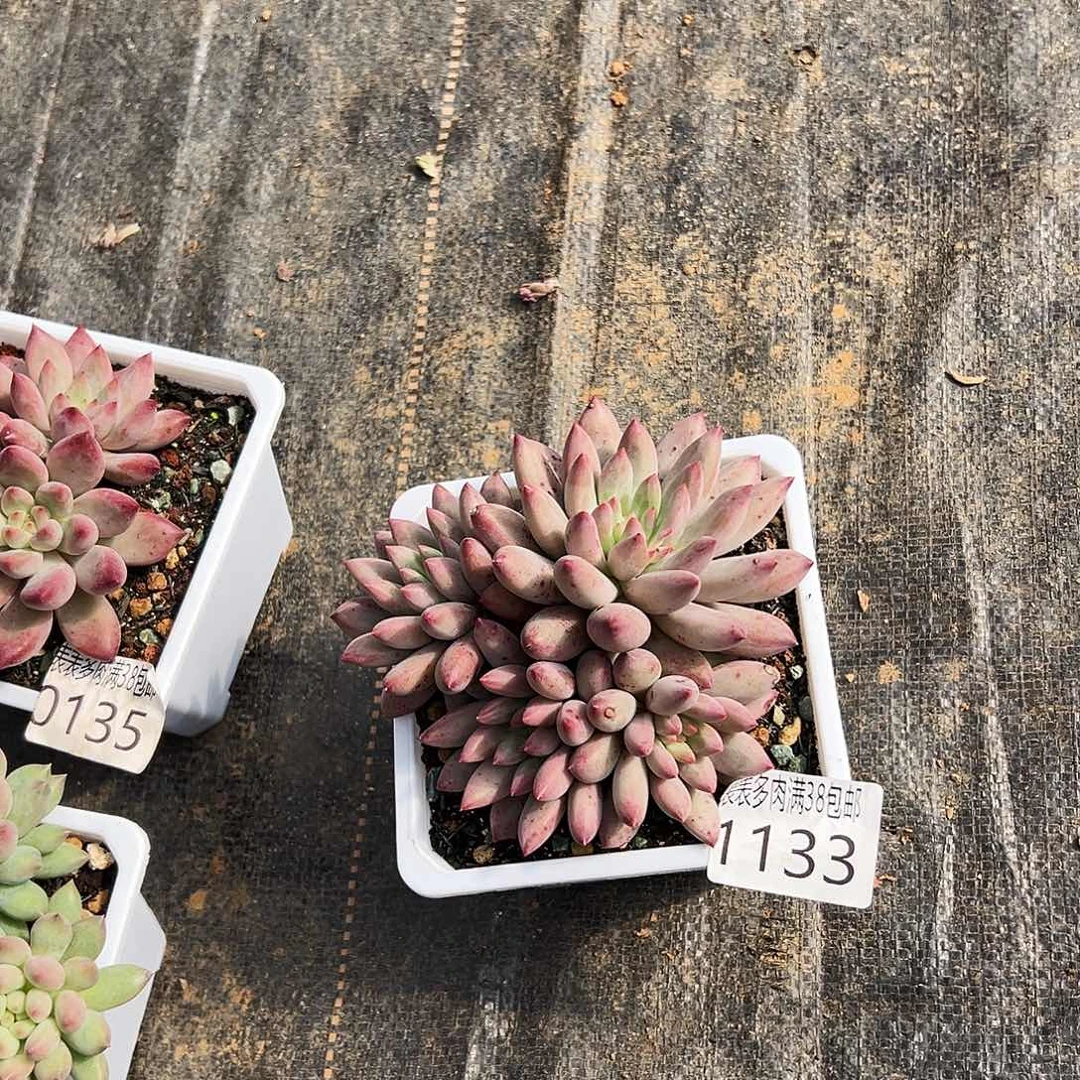 云***.无花朵多肉一物一拍植物1133