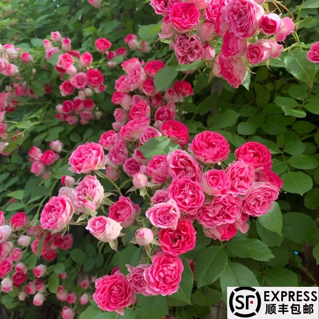 胭脂扣  爬藤蔷薇月季 庭院 阳台 种植 栽种 开花