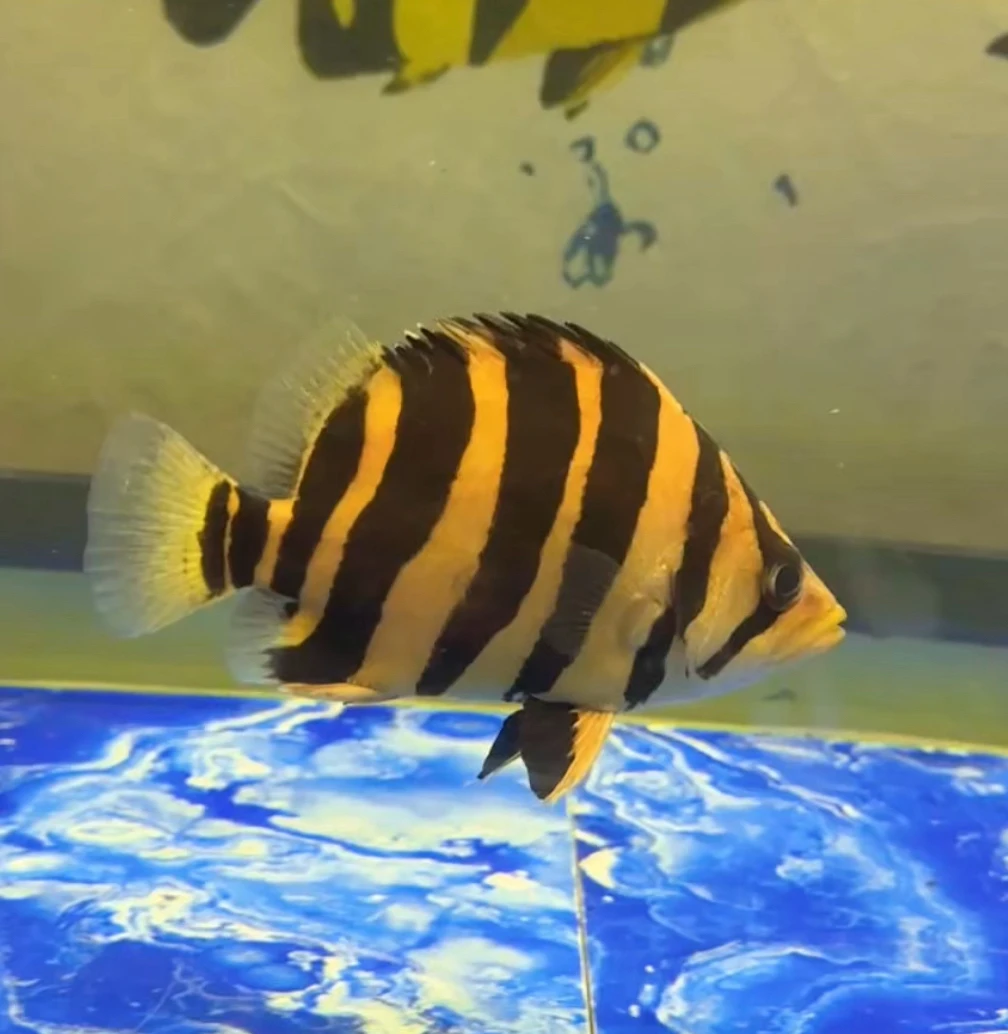 虎鱼活体苏门答腊四纹虎观赏鱼