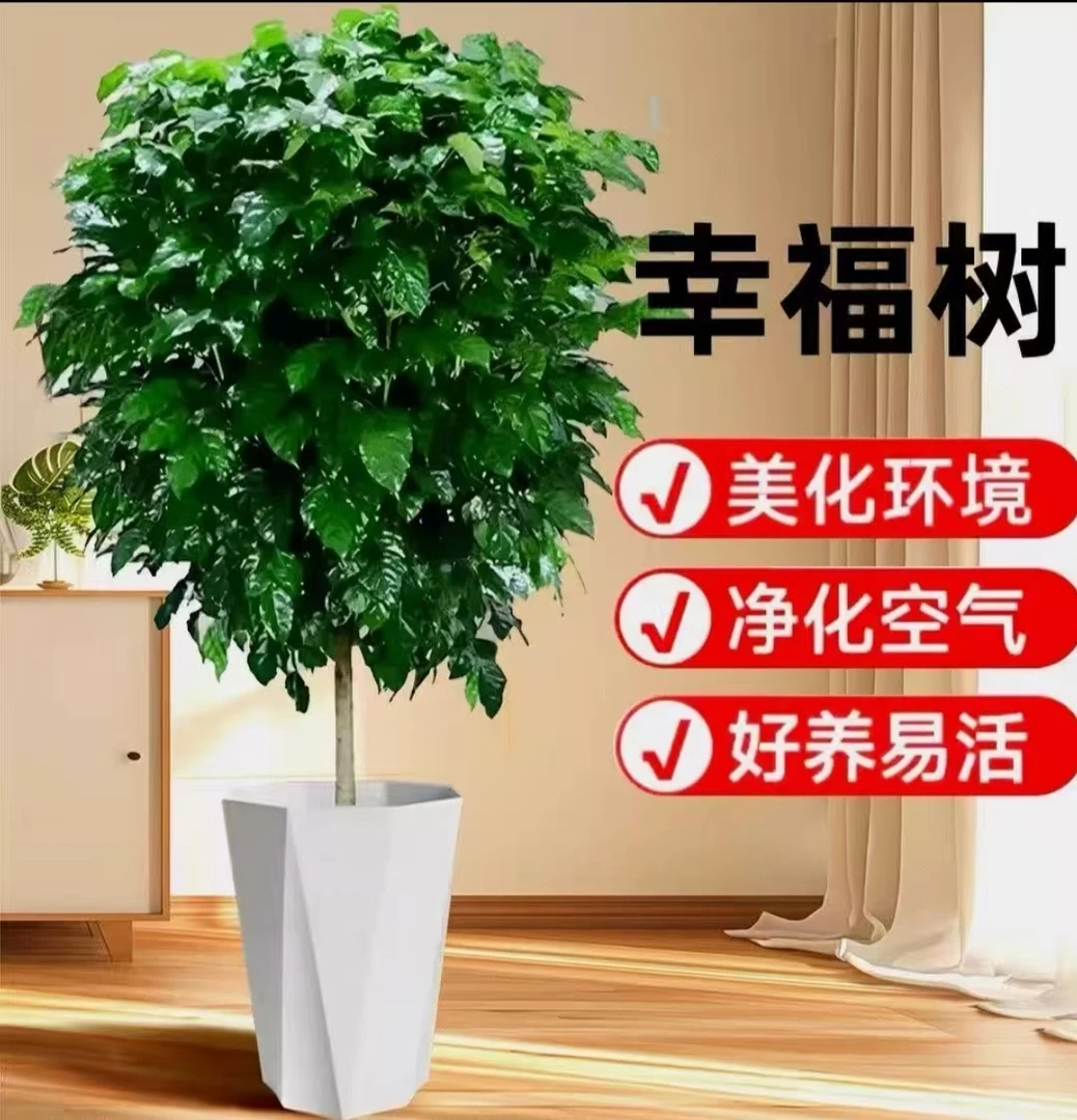Q【80-100cm棒棒糖带白盆】幸福树独杆室内栽四季常青可吸醛好养活