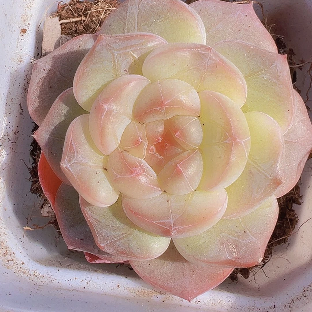 纹星珍妮19包邮多肉