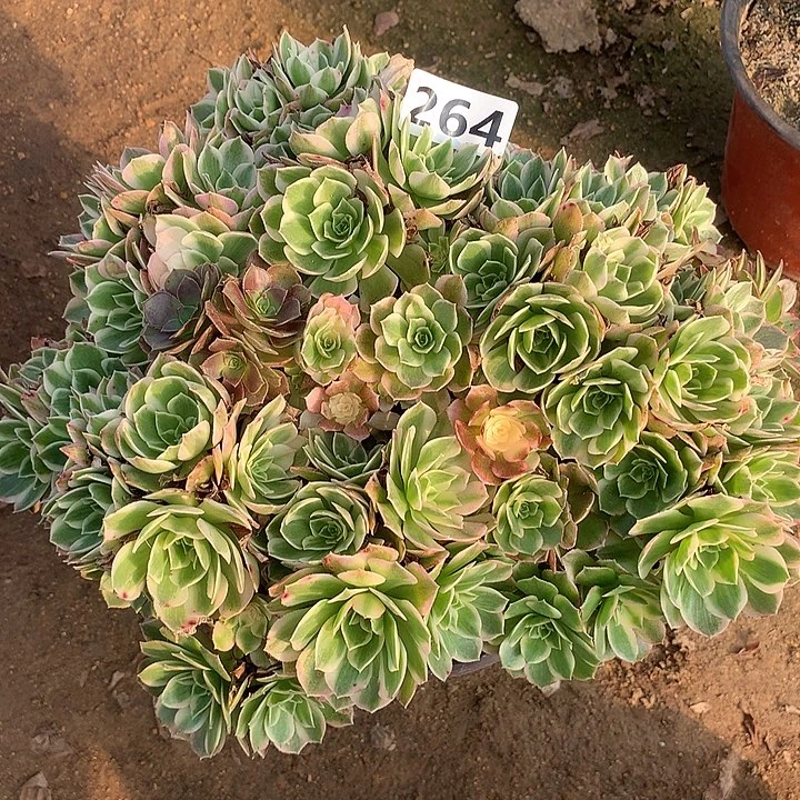 多肉植物海王朵朵264