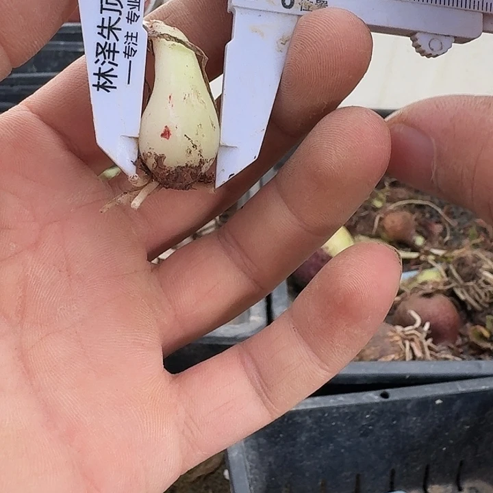 冰与火朱顶红一棵1.5