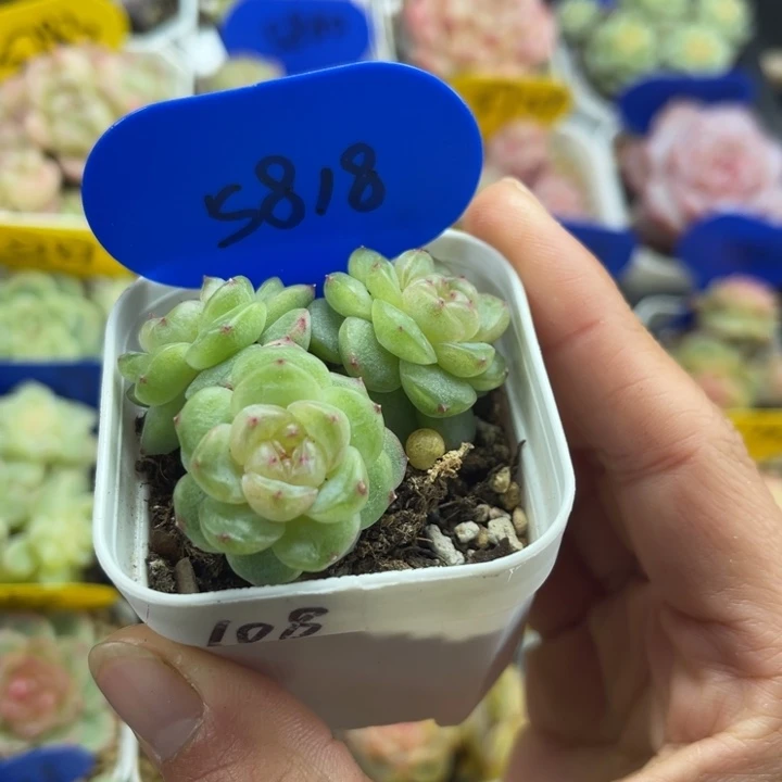 独家玲珑珍妮3头群5818