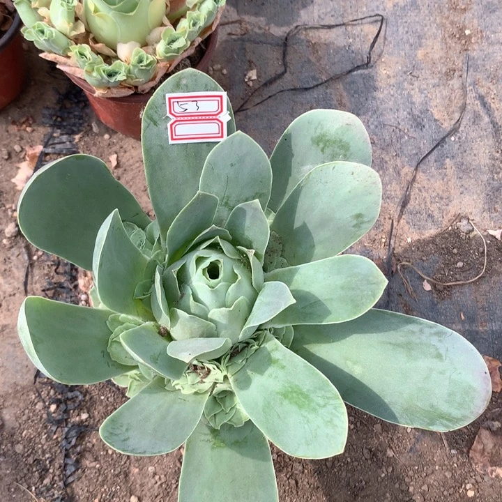 习*紫霞仙子玫瑰多肉群的53