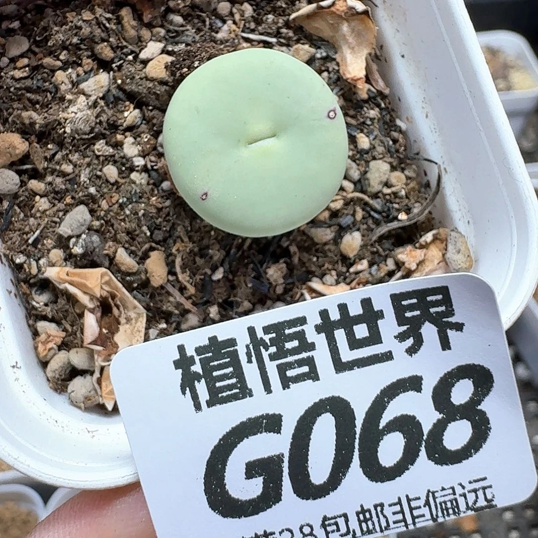 的植物的润泽额fgvhh