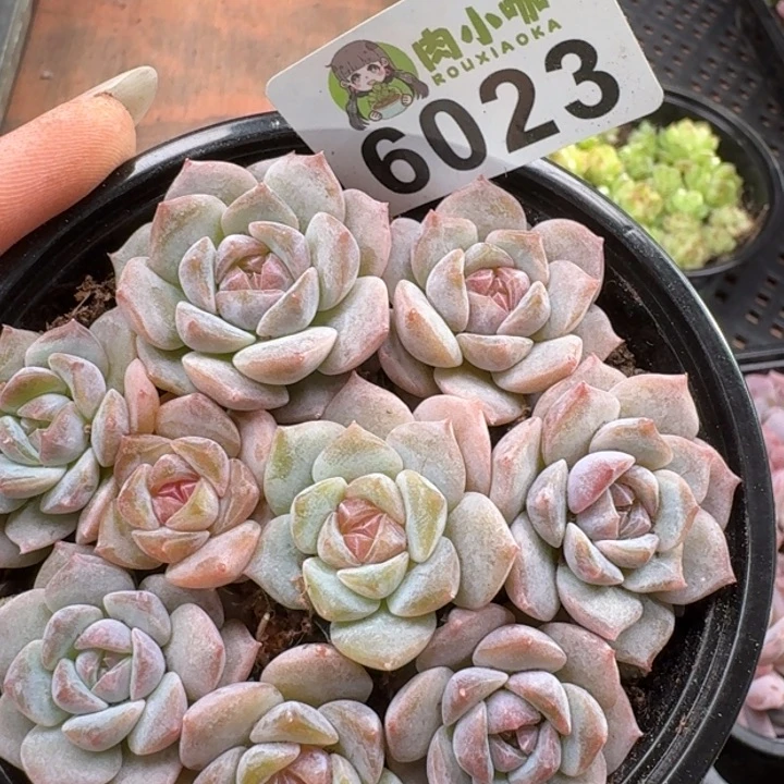多肉植物多肉植物