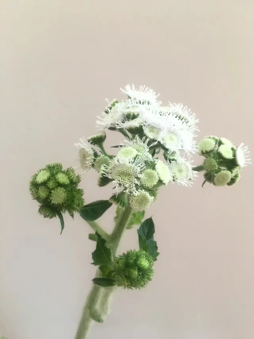 白色藿香菊一把 云南基地直发一手货源 家养水养