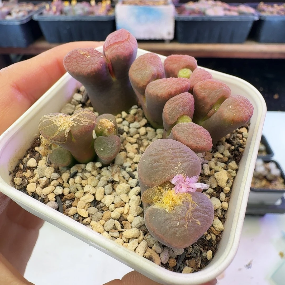 多肉植物默认脱土发39