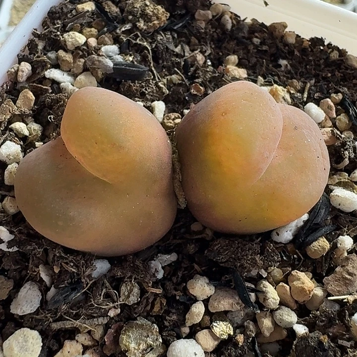 老马生石花双头毛1576