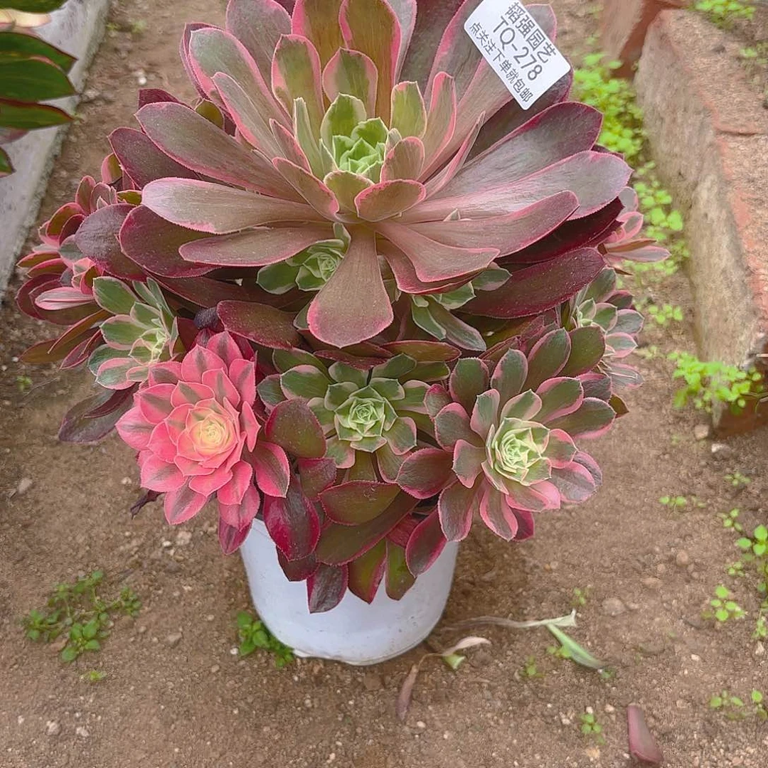 女妖多肉植物五号278