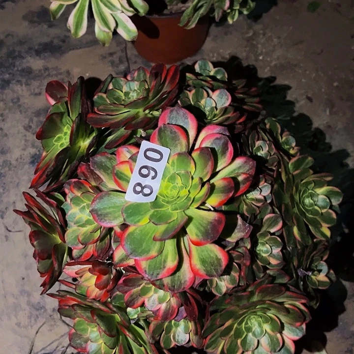 890黄金万两多肉植物处理不售后