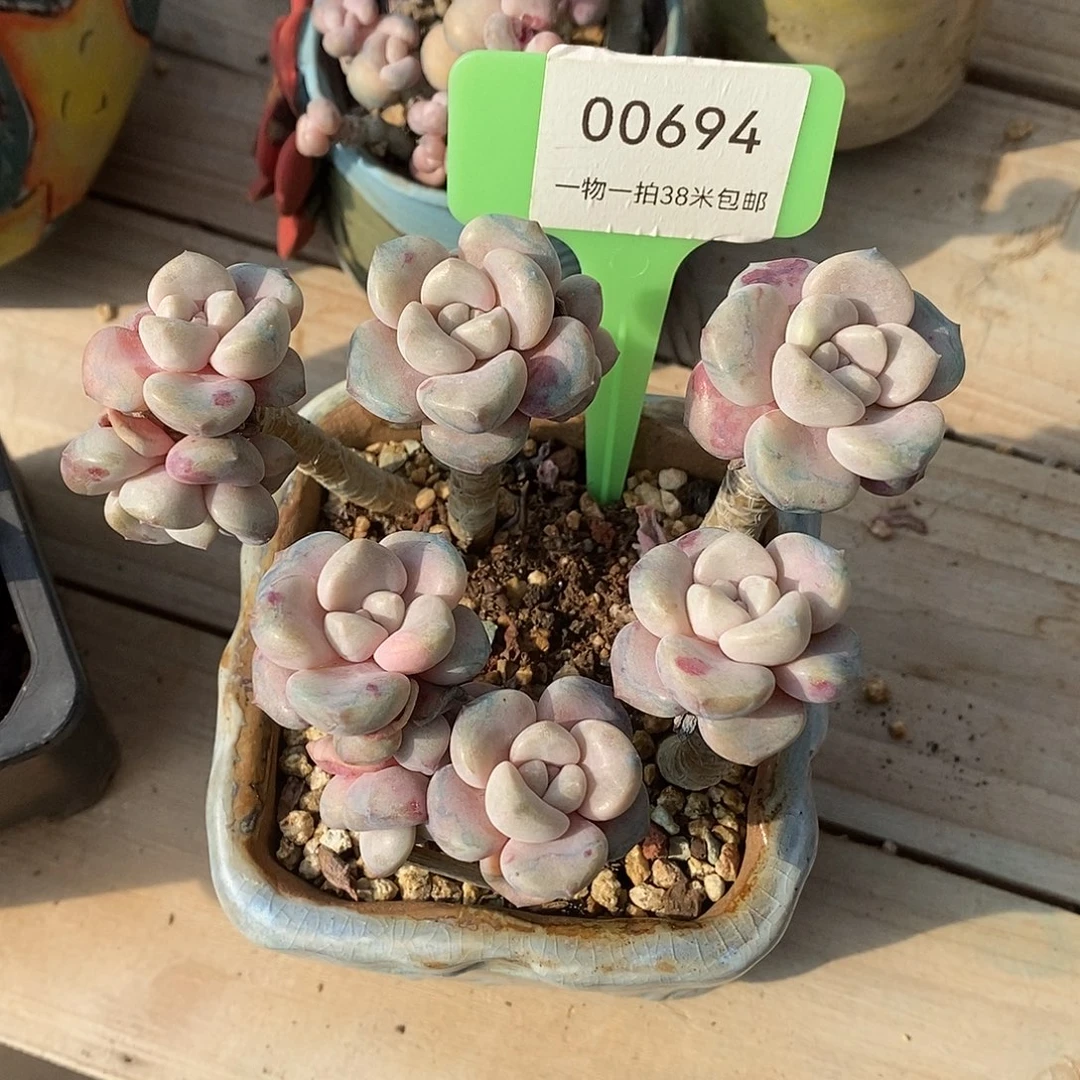 694头莉莉咯咯哦哦我