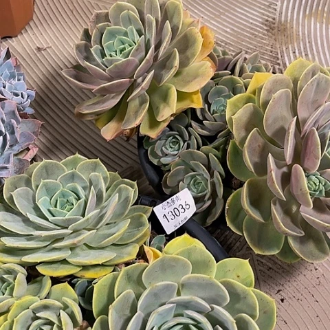 （****）蓝色苍鹭13036