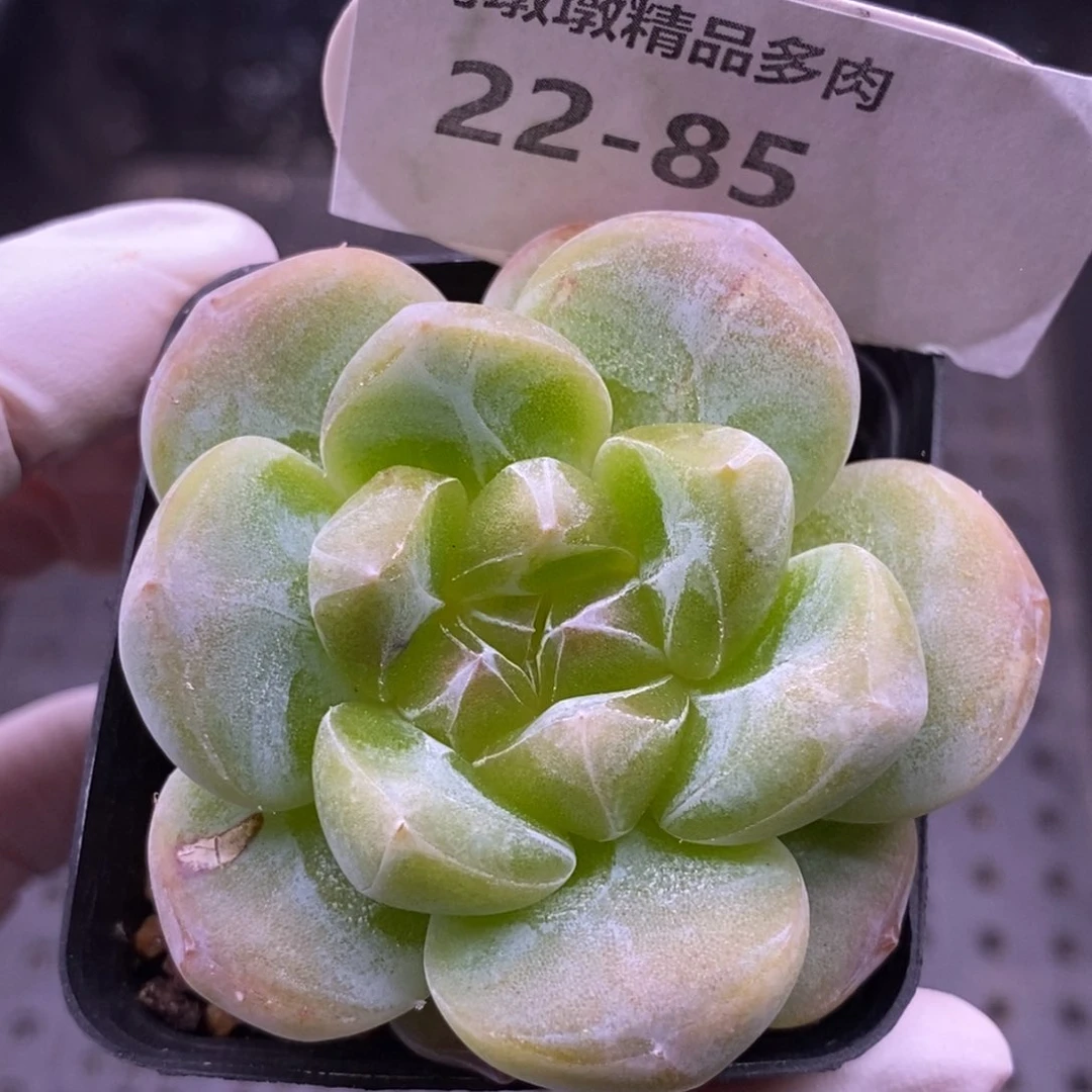 【闪购商品】22-85冰梦