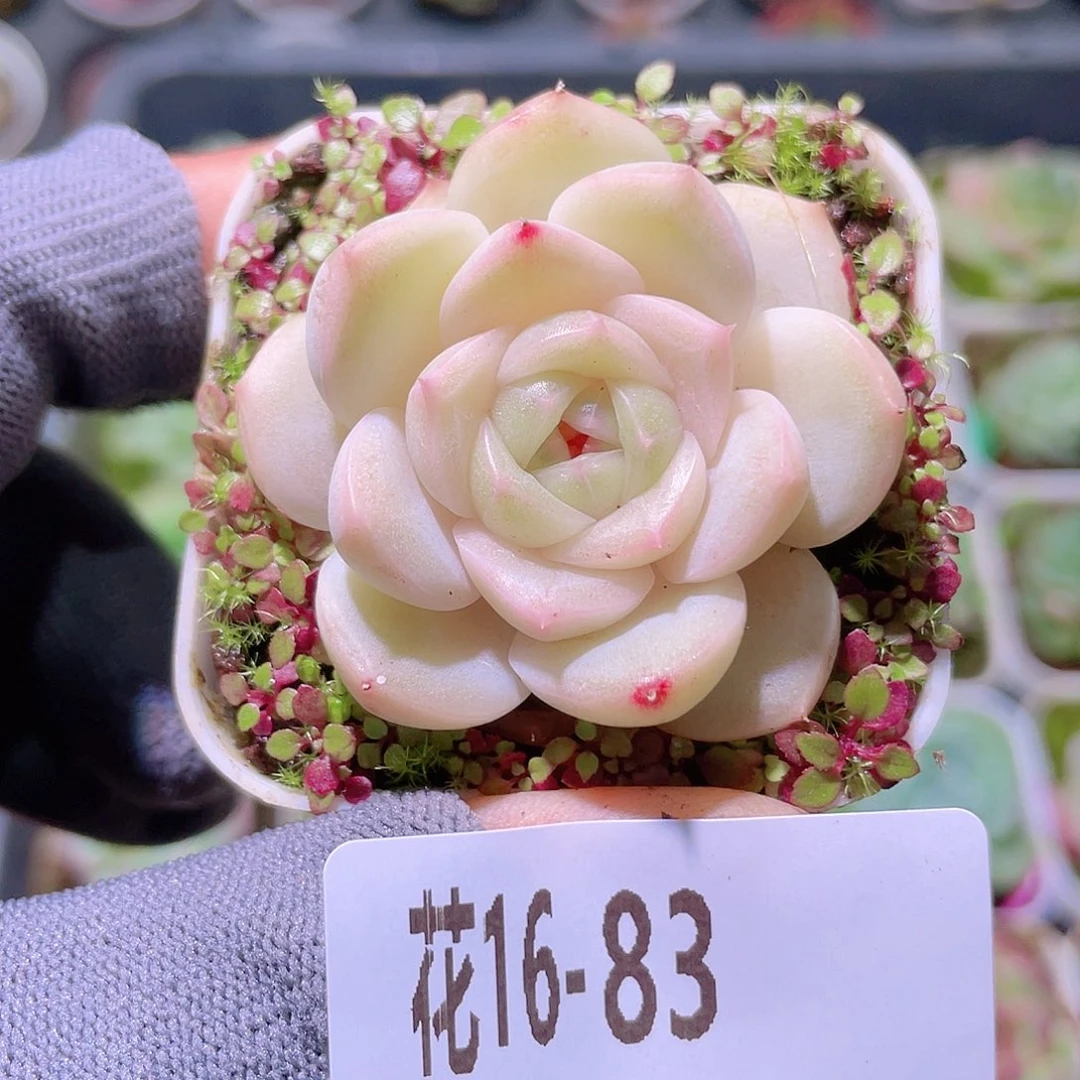 花利美16-83珍妮